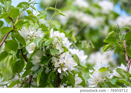 White blossoming apple trees. White apple tree flowers 76959712