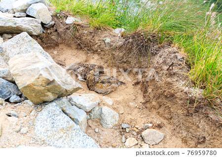 Thunderbirds resting in the corner of the mountain trail Thunderbirds resting in the corner of the mountain trail 76959780
