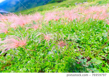 立山山道上的絨毛絨毛 立山山道上的絨毛絨毛 76959797