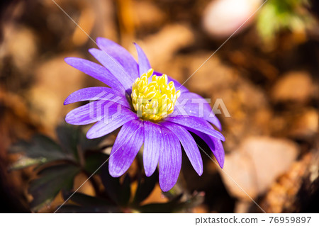 Purple yellow balcanic anemone close-up with brown background 76959897