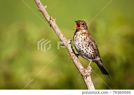 Song thrush singing on branch in sunlight with copy space Song thrush singing on branch in sunlight with copy space 76960066