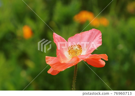 罌粟罌粟 罌粟罌粟 76960713