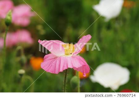 Poppy Poppy 76960714