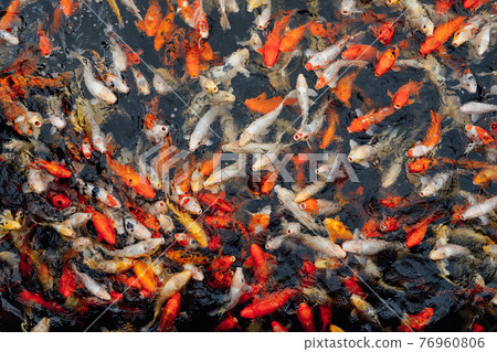 koi carp fish, top view 76960806