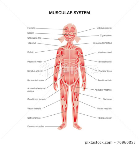 Human muscular system 76960855