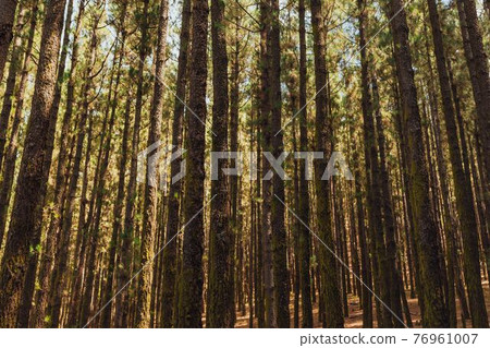 pine trees in forest La Esperanza pine trees in forest La Esperanza 76961007