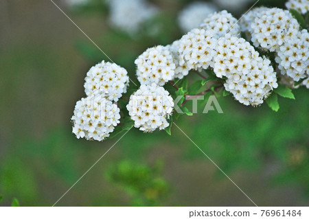 白色的小手小手花 白色的小手小手花 76961484