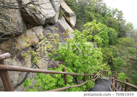 Bulgoksan Mountain. Yangju City. Pine Tree. Transmission Tower. Peak 76961934