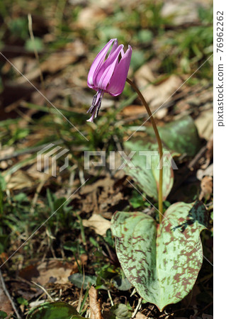 One flower of Japanese erythronium in the sun, Tadami Town, Fukushima Prefecture 76962262