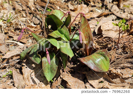 福島縣只見町，葉子排列整齊的日本紅花芽 76962268