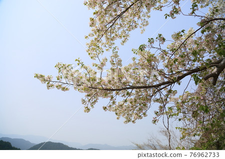 Yamazakura in full bloom Yamazakura in full bloom 76962733