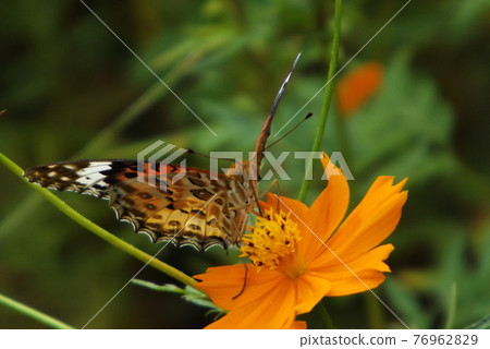 Female Indian Fritillary sucking honey with Kibana Cosmos Female Indian Fritillary sucking honey with Kibana Cosmos 76962829