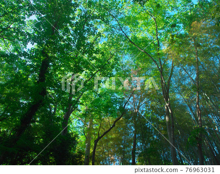 Fresh green of Todoroki Valley Natural scenery Fresh green of Todoroki Valley Natural scenery 76963031