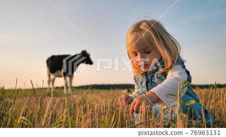 A little girl on the background of a young cow in a field on a warm summer evening. 76963131