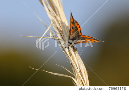 Lycaena phlaeas Lycaena phlaeas 76963158