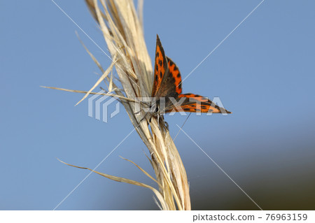 Lycaena phlaeas 76963159