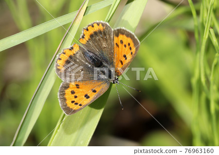 Lycaena phlaeas Lycaena phlaeas 76963160