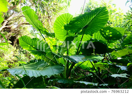 Alocasia odora that grew up in large numbers in the forest Alocasia odora that grew up in large numbers in the forest 76963212