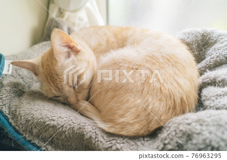 一隻健全的睡貓 一隻健全的睡貓 76963295