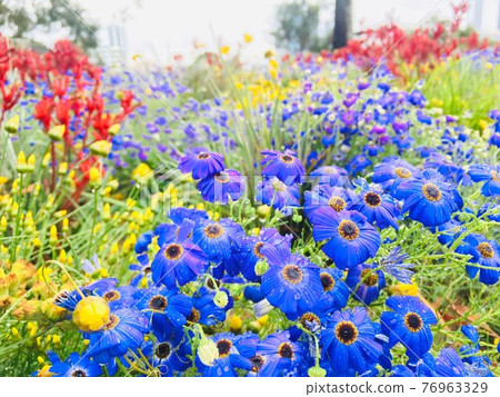 春天的花朵 76963329