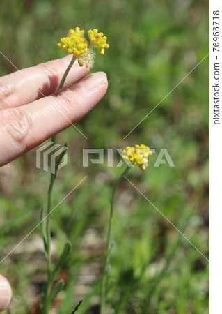 Hahacogusa and fingers Hahacogusa and fingers 76963718