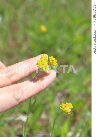 Hahacogusa and fingers 76963719