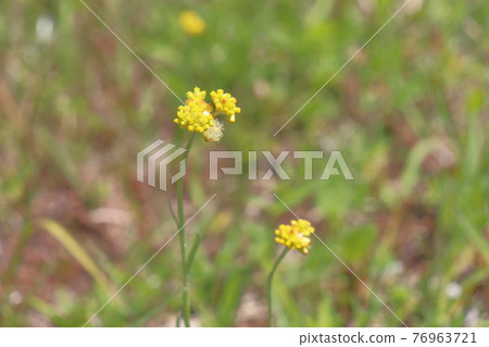 Haha Ko Haha Ko 76963721