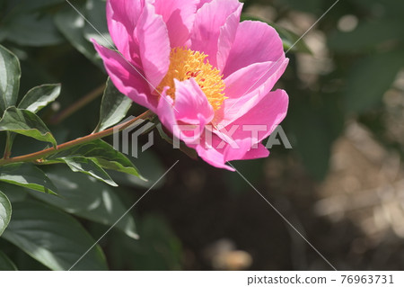 牡丹大船花卉中心 牡丹大船花卉中心 76963731