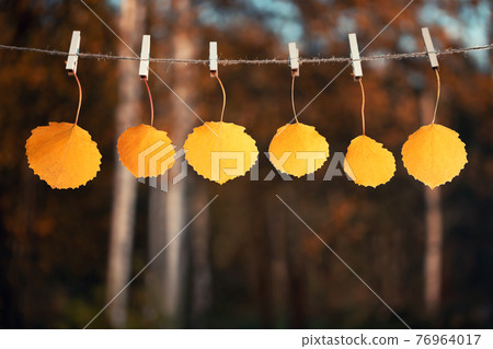 Yellow autumn leaves are hung with clothespins on a rope. Template for design or announcement, autumn background or postcard 76964017
