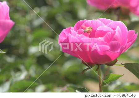 牡丹大船花卉中心 76964140