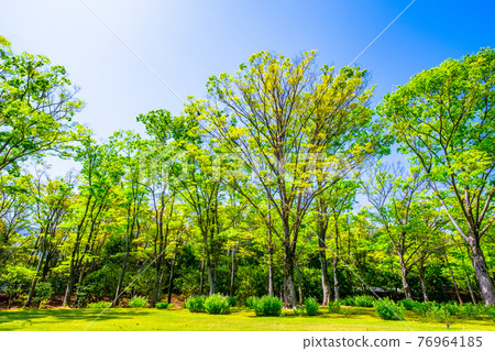 Keyaki Forest and Wakaba Keyaki Forest and Wakaba 76964185
