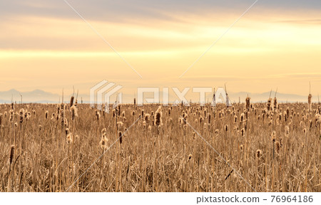 Dry Cattail or Typha field in sunset time. Bulrush or Reedmace or Reed or Corn dog grass or Swamp sausage or Water sausage aquatic rhizomatous herbaceous perennial plant. Dry Cattail or Typha field in sunset time. Bulrush or Reedmace or Reed or Corn dog grass or Swamp sausage or Water sausage aquatic rhizomatous herbaceous perennial plant. 76964186