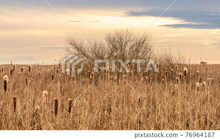 Dry Cattail or Typha field in sunset time. Bulrush or Reedmace or Reed or Corn dog grass or Swamp sausage or Water sausage aquatic rhizomatous herbaceous perennial plant. Dry Cattail or Typha field in sunset time. Bulrush or Reedmace or Reed or Corn dog grass or Swamp sausage or Water sausage aquatic rhizomatous herbaceous perennial plant. 76964187