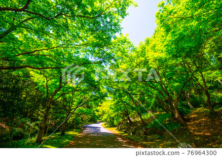 Expo Park Momiji's Fresh Green 76964300