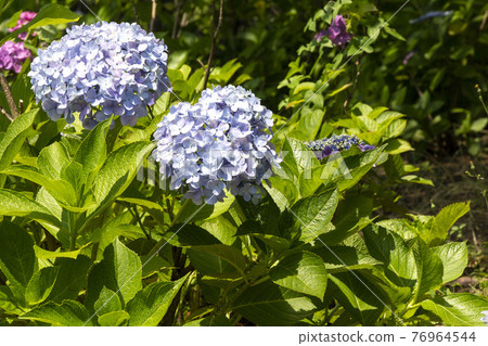 hydrangea   76964544