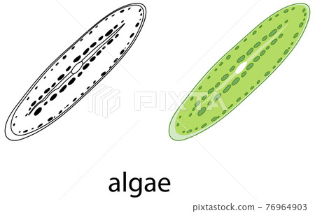 Algae in colour and doodle on white background 76964903