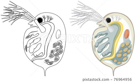 Daphnia in colour and doodle on white background 76964956
