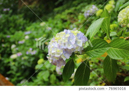 繡球花開的背景也是繡球花 76965016