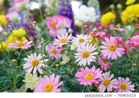 3 月和 4 月的春天風景在有花壇的日本公園 3 月和 4 月的春天風景在有花壇的日本公園 76965019