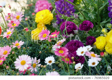 3 月和 4 月的春天風景在有花壇的日本公園 3 月和 4 月的春天風景在有花壇的日本公園 76965020