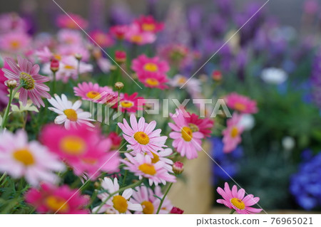 3 月和 4 月的春天風景在有花壇的日本公園 3 月和 4 月的春天風景在有花壇的日本公園 76965021