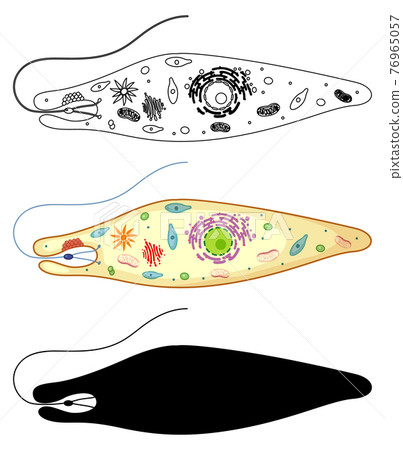 Euglena in colour and doodle on white background 76965057