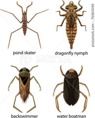 Set of different types of bugs and beetles with name Set of different types of bugs and beetles with name 76965099