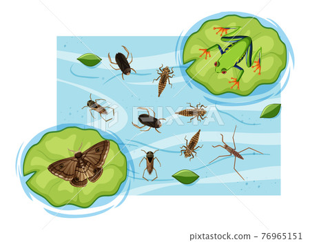 Top view of aquatic insects in the pond 76965151