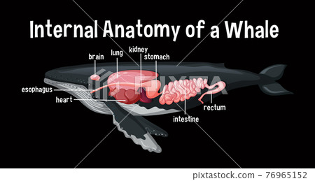Internal Anatomy of a Whale with label 76965152