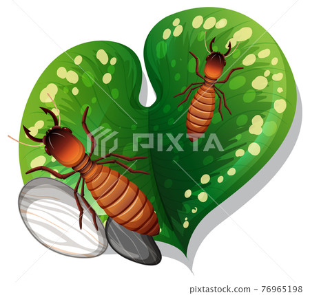 Top view of termite on a leaf isolated 76965198