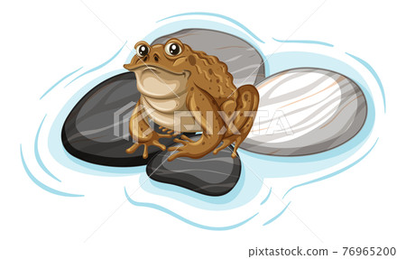 Close up of a toad on stones leaf isolated 76965200