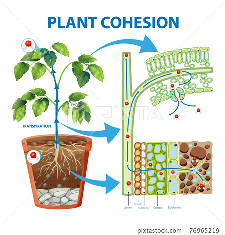 Diagram showing Plant Cohesion Diagram showing Plant Cohesion 76965219