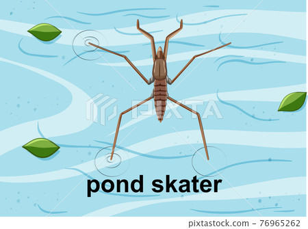 Top view of pond skater on the water - Stock Illustration [76965262 ...