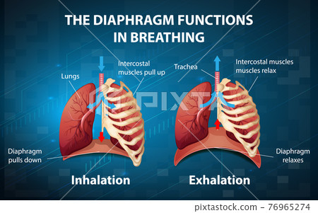 diaphragm lungs